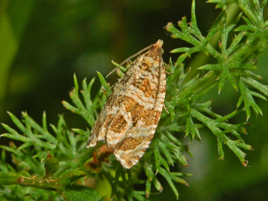 Un Tortricidae dal Parco dell''Antola - Celypha rivulana